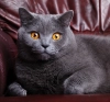 تصویر با کیفیت گربه ی خاکستری