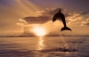 تصویر با کیفیت دلفین در حال پریدن در آب