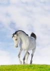 عکس طبیعت و اسب سفید