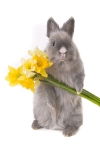 تصویر با کیفیت خرگوش و گل های زرد