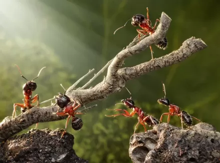 تصویر با کیفیت مورچه و طبیعت