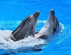تصویر با کیفیت دلفین ها در آب