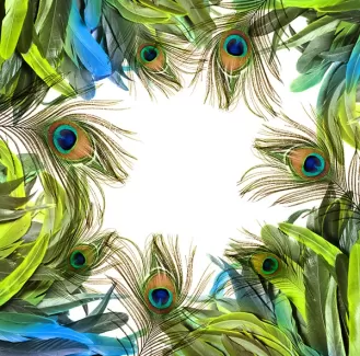 تصویر با کیفیت پرهای طاووس