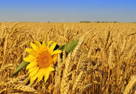 تصویر با کیفیت گل آفتابگردان و گندم
