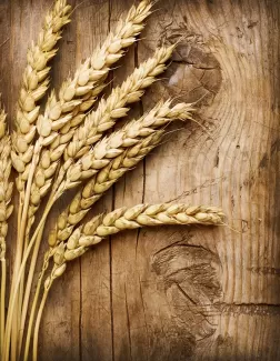 تصویر با کیفیت خوشه های گندم تصویر با کیفیت خوشه های گندم