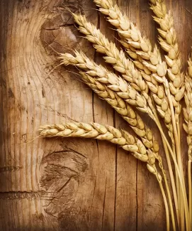 تصویر با کیفیت خوشه های گندم تصویر با کیفیت خوشه های گندم