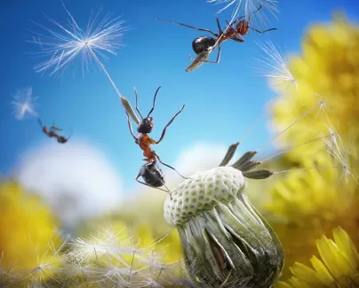 تصویر با کیفیت مورچه و طبیعت