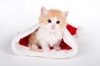 تصویر با کیفیت گربه با کلاه کریسمس