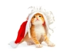 تصویر با کیفیت گربه با کلاه کریسمس