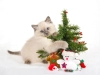 تصویر با کیفیت گربه و درخت کریسمس