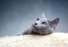 عکس با کیفیت گربه خاکستری