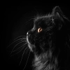 عکس با کیفیت گربه سیاه