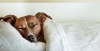 تصویر با کیفیت سگ در تخت خواب