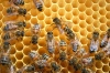 عکس با کیفیت کندو زنبور عسل