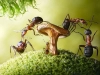 تصویر با کیفیت مورچه و قارچ