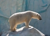 تصویر با کیفیت خرس قطبی
