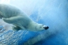 تصویر با کیفیت خرس قطبی در آب