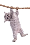تصویر با کیفیت گربه و طناب