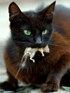 عکس با کیفیت گربه سیاه و موش