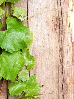 عکس باکیفیت برگ های سبز روی تنه درخت