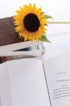 دانلود عکس کیفیت بالای گل و کتاب