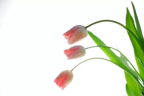 تصویر باکیفیت گل لاله تصویر باکیفیت گل لاله