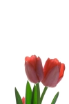 بک گراند باکیفیت گل لاله