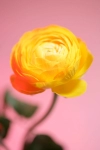 تصویر باکیفیت گل آلاله
