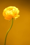 تصویر باکیفیت گل آلاله زرد