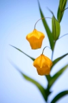 عکس کیفیت بالای گل فانوسی زرد