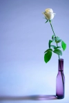 بک گراند باکیفیت گلدان گل رز سفید