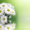 عکس باکیفیت بک گراند گلهای سفید