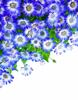 بک گراند باکیفیت گلهای سفید آبی بک گراند باکیفیت گلهای سفید آبی