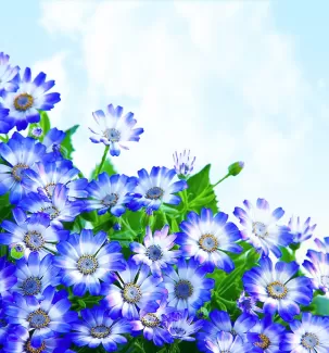 بک گراند کیفیت بالای گلهای سفید آبی بک گراند کیفیت بالای گلهای سفید آبی