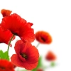 تصویر کیفیت بالای گلهای شقایق