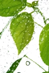 بک گراند باکیفیت برگ سبز