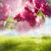 بک گراندباکیفیت دشت و گل های صورتی