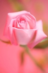 عکس باکیفیت گل رز صورتی