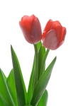 عکس کیفیت بالای گل لاله