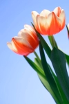 پس زمینه کیفیت بالای گل لاله