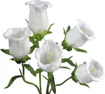 پس زمینه باکیفیت گل های سفید