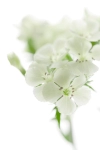 عکس کیفیت بالای گل سفید