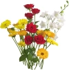 عکس کیفیت بالای گل های رنگی