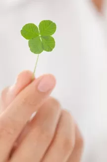 عکس باکیفیت گیاه شبدر عکس باکیفیت گیاه شبدر