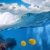 عکس کیفیت بالای ماهی در دریا