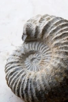 عکس باکیفیت فسیل صدف حلزون