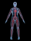 تصویر باکیفیت آناتومی سه بعدی بدن انسان
