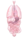 عکس باکیفیت آناتومی سه بعدی اعضای داخلی بدن انسان