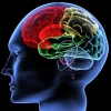 تصویر باکیفیت آناتومی سه بعدی مغز