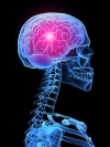 عکس باکیفیت آناتومی سه بعدی مغز